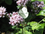 SX19989 Small White (Pieris rapae) butterfly.jpg